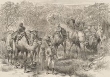 The Australian exploring expedition travelling through scrub (from the Illustrated London News 1879) The Australian exploring expedition travelling through scrub (from the Illustrated London News 1879)