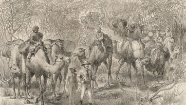 The Australian exploring expedition travelling through scrub (from the Illustrated London News 1879) The Australian exploring expedition travelling through scrub (from the Illustrated London News 1879)