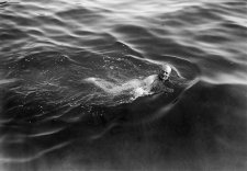 General Birdwood, the Idol of Anzac, taking a dip in the sea after a hard days work 1915 General Birdwood, the Idol of Anzac, taking a dip in the sea after a hard days work 1915