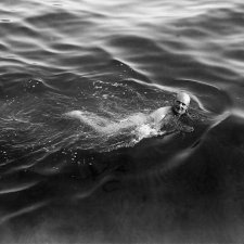 General Birdwood, the Idol of Anzac, taking a dip in the sea after a hard days work 1915 General Birdwood, the Idol of Anzac, taking a dip in the sea after a hard days work 1915