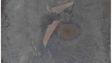 Edward Knox Edward Knox