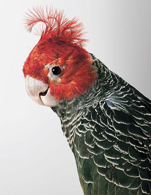Commander Skyring, Gang-gang cockatoo Commander Skyring, Gang-gang cockatoo