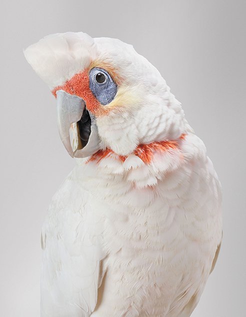 Bob, Long-billed Corella Bob, Long-billed Corella